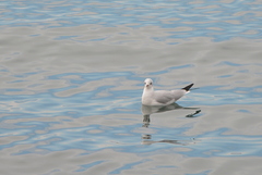 Chroicocephalus ridibundus