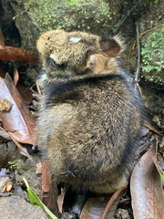 Sylvilagus gabbi