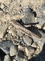 Schistocerca gregaria flaviventris