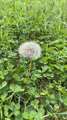 Taraxacum erythrospermum