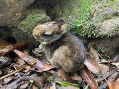 Sylvilagus gabbi
