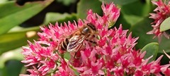 Apis mellifera