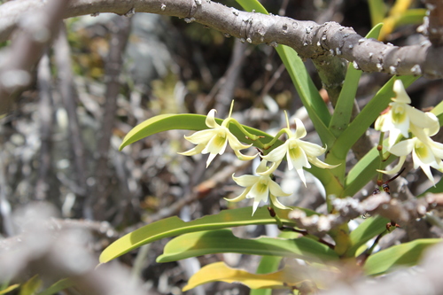 Sobennikoffia humbertiana