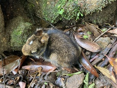 Sylvilagus gabbi