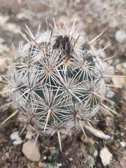 Coryphantha echinoidea