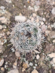 Coryphantha echinoidea