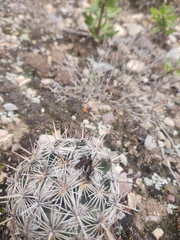 Coryphantha echinoidea