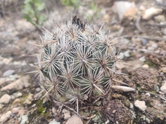 Coryphantha echinoidea