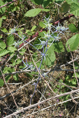 Eryngium caeruleum