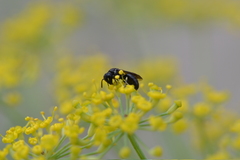 Hylaeus hyalinatus