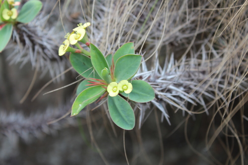 Euphorbia fianarantsoae, photograph 3
