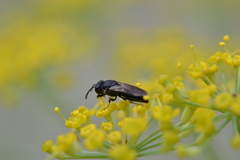 Hylaeus hyalinatus