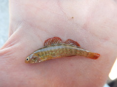 Etheostoma grahami