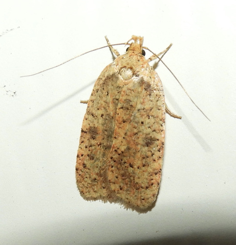 Thelma's Agonopterix Moth photo 4