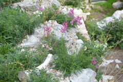 Antirrhinum majus