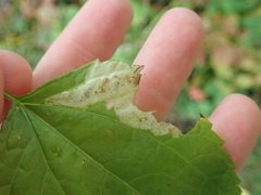 Calycomyza eupatoriphaga
