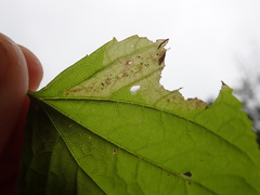Calycomyza eupatoriphaga
