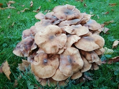 Armillaria