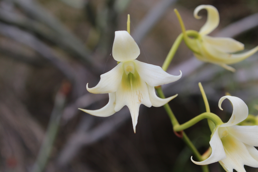 Sobennikoffia humbertiana