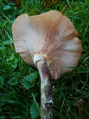 Armillaria