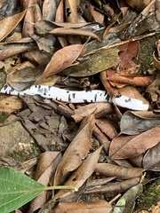 Amphisbaena fuliginosa bassleri