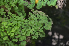 Adiantum capillus-veneris