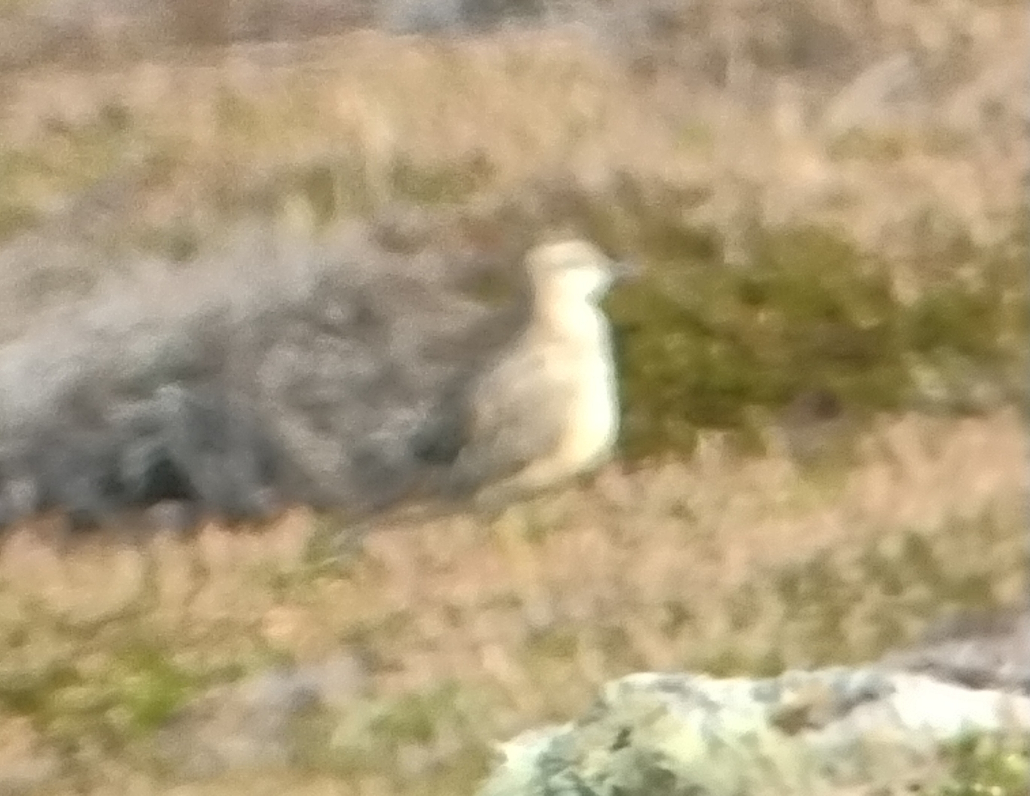 Eurasian Dotterel