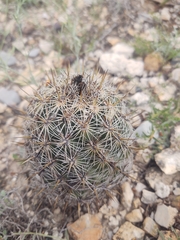 Coryphantha echinoidea
