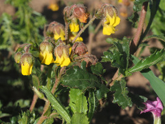 Hermannia grossularifolia