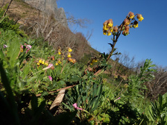 Hermannia grossularifolia
