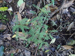 Sophora microphylla