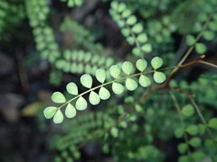 Sophora microphylla