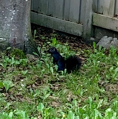 Sciurus carolinensis