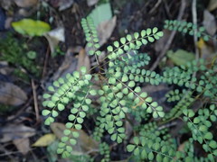Sophora microphylla