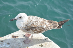 Larus michahellis