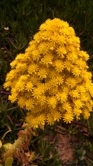 Aeonium arboreum arboreum