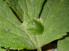 Cassida viridis