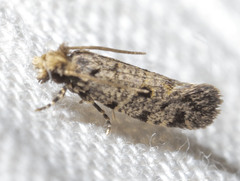 Amydria margoriella