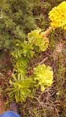 Aeonium arboreum arboreum