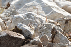 Hipparchia statilinus