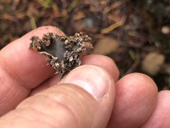 Peltigera pacifica