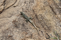 Oplurus quadrimaculatus