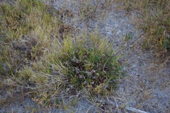 Potentilla gracilis elmeri