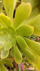 Aeonium arboreum arboreum