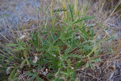 Potentilla gracilis elmeri