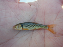 Cyprinella proserpina