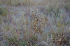 Potentilla gracilis elmeri