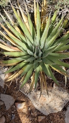 Agave utahensis
