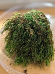 Dicranodontium denudatum
