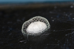 Climacia